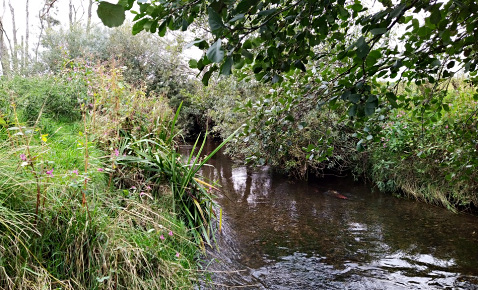 River Ricall Challenging Overgrowth